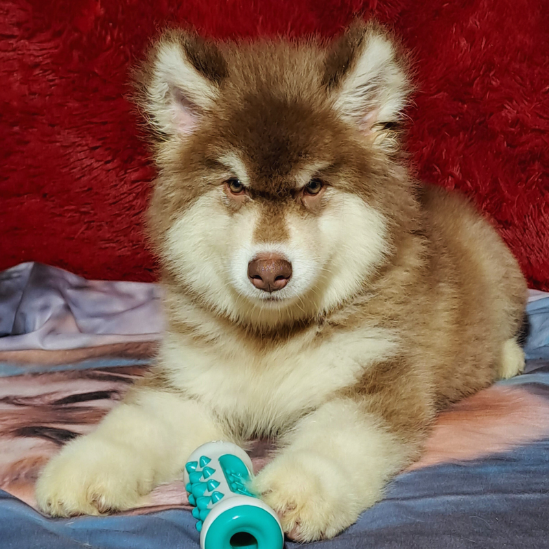 MALAMUTE DO ALASKA♂️ LINHAGEM GIGANTE