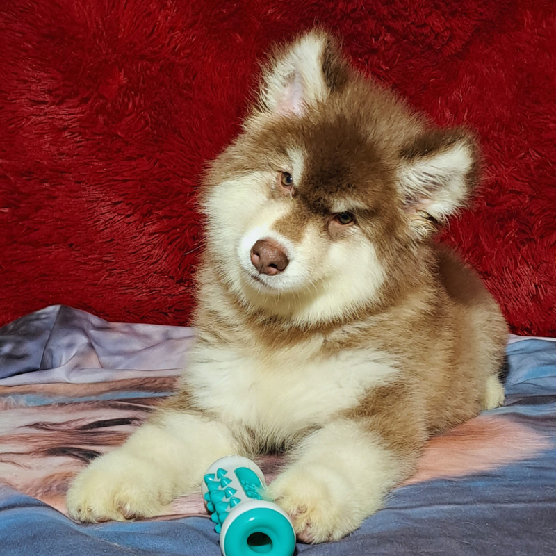 MALAMUTE DO ALASKA♂️ LINHAGEM GIGANTE