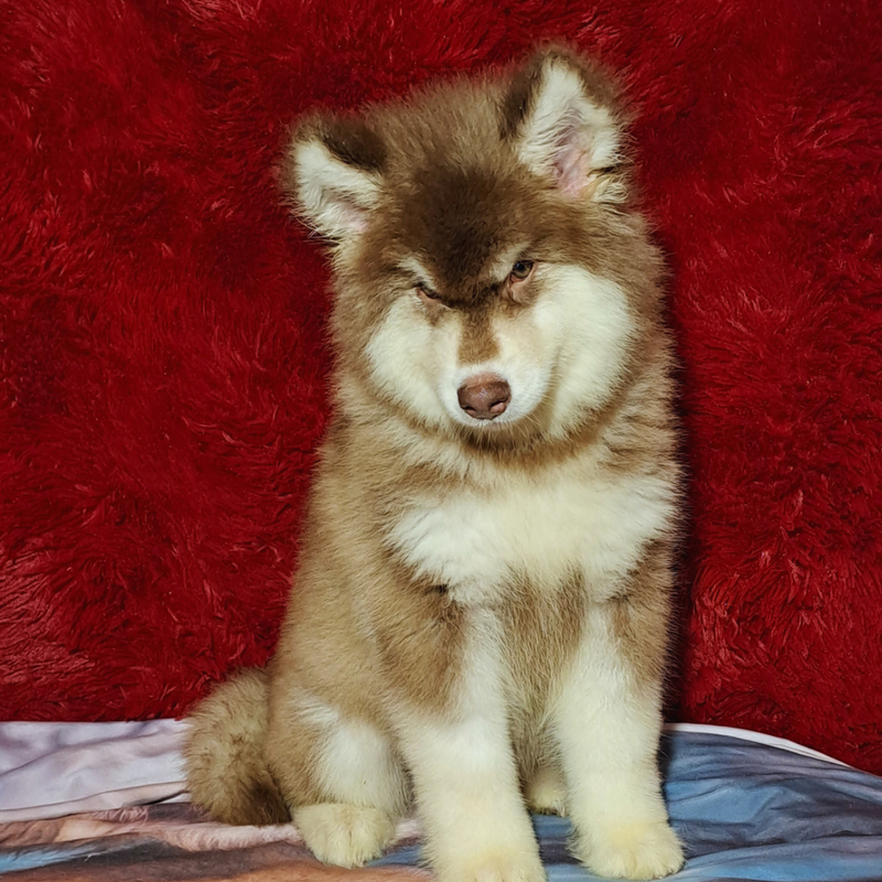 MALAMUTE DO ALASKA♂️ LINHAGEM GIGANTE