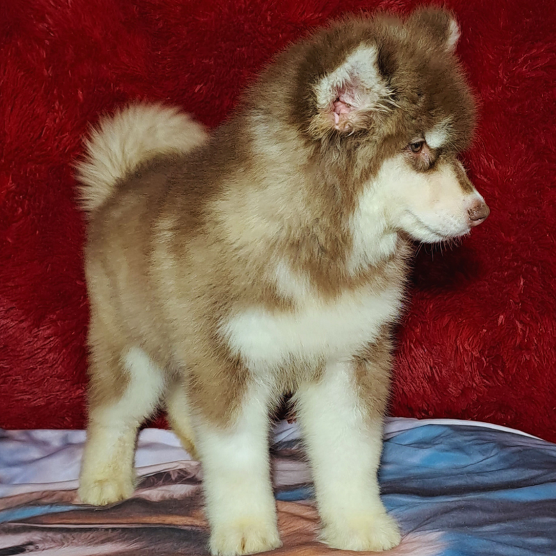 MALAMUTE DO ALASKA♂️ LINHAGEM GIGANTE