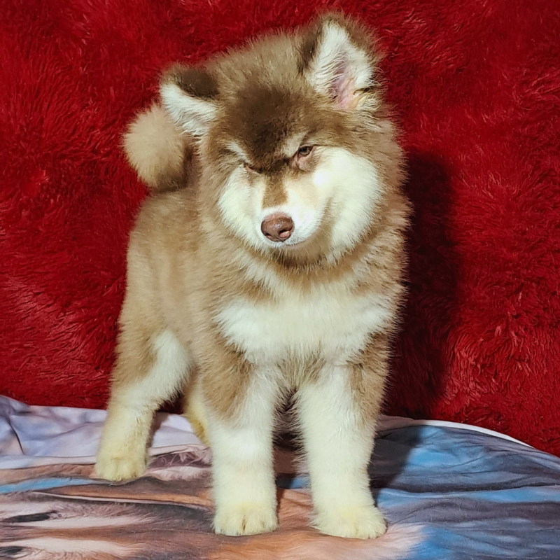 MALAMUTE DO ALASKA♂️ LINHAGEM GIGANTE