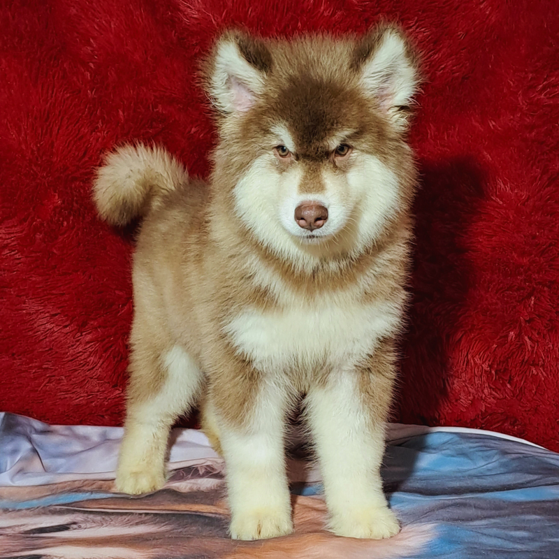 MALAMUTE DO ALASKA♂️ LINHAGEM GIGANTE