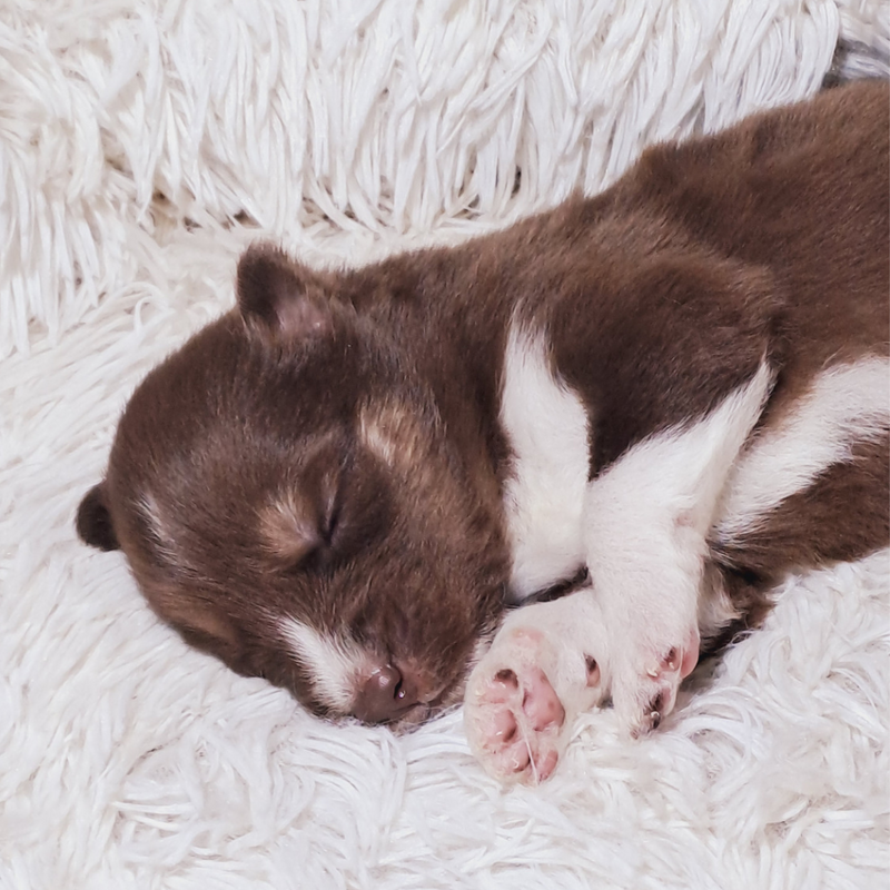 HUSKY SIBERIANO♂️ MOSTLY RED🇺🇲🇧🇷