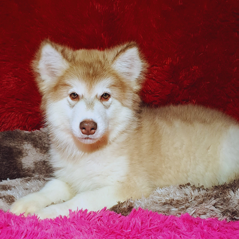 MALAMUTE DO ALASKA🚹LINHAGEM GIGANTE 🇵🇭🇺🇲🇧🇷