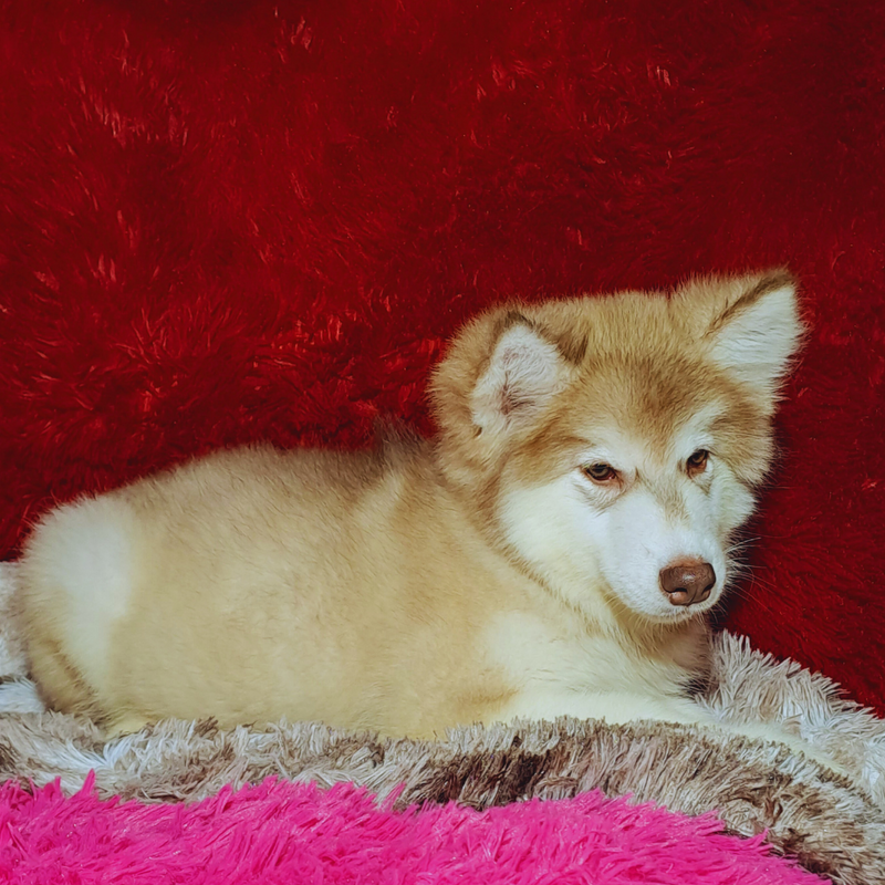 MALAMUTE DO ALASKA🚹LINHAGEM GIGANTE 🇵🇭🇺🇲🇧🇷