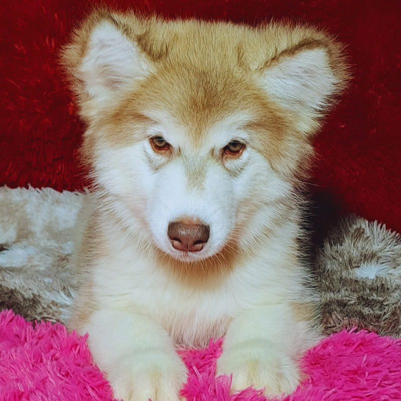 MALAMUTE DO ALASKA🚹LINHAGEM GIGANTE 🇵🇭🇺🇲🇧🇷