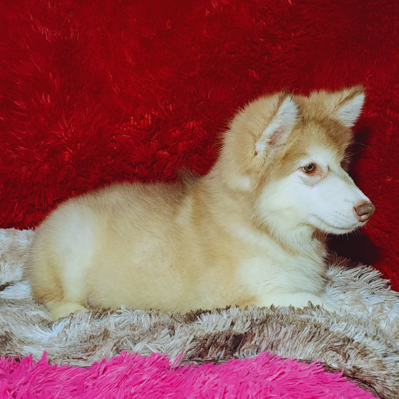 MALAMUTE DO ALASKA🚹LINHAGEM GIGANTE 🇵🇭🇺🇲🇧🇷