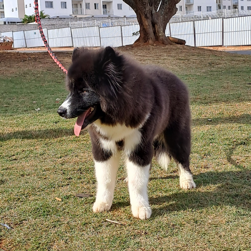 Husky Siberiano♂️ Mostly Black🇺🇲🇧🇷