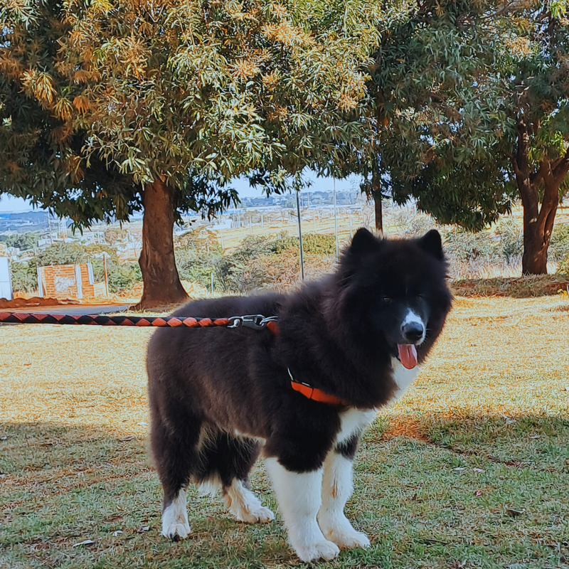 Husky Siberiano♂️ Mostly Black🇺🇲🇧🇷