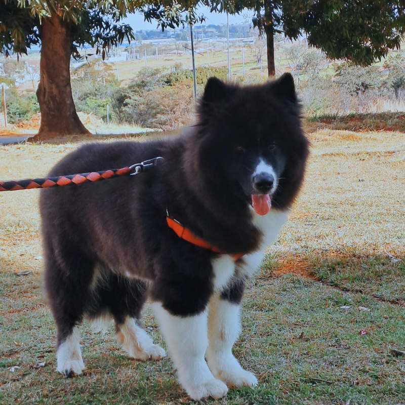 Husky Siberiano♂️ Mostly Black🇺🇲🇧🇷