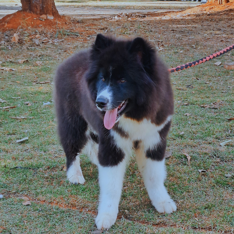 Husky Siberiano♂️ Mostly Black🇺🇲🇧🇷