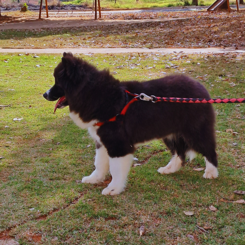 Husky Siberiano♂️ Mostly Black🇺🇲🇧🇷