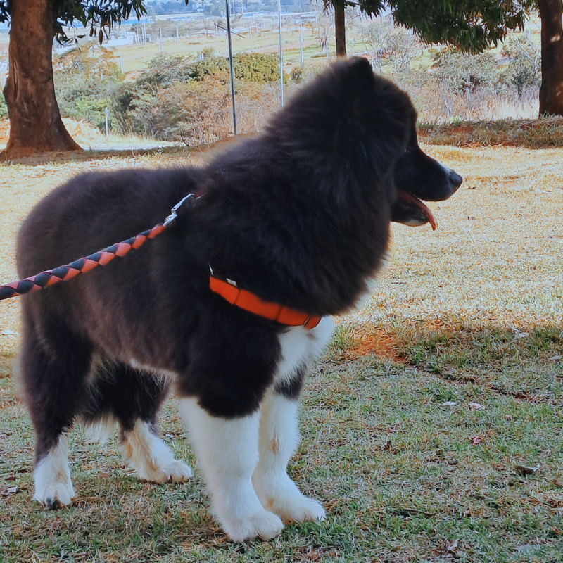 Husky Siberiano♂️ Mostly Black🇺🇲🇧🇷