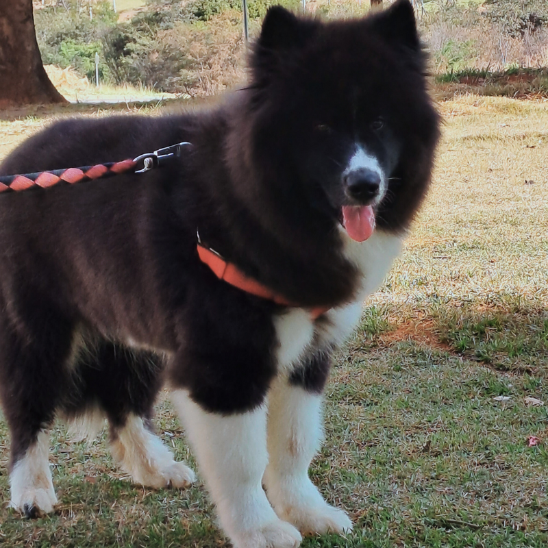 Husky Siberiano♂️ Mostly Black🇺🇲🇧🇷