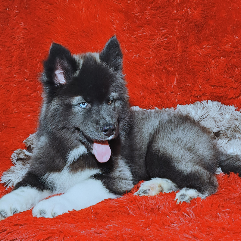 HUSKY SIBERIANO♂️ MOSTLY BLACK