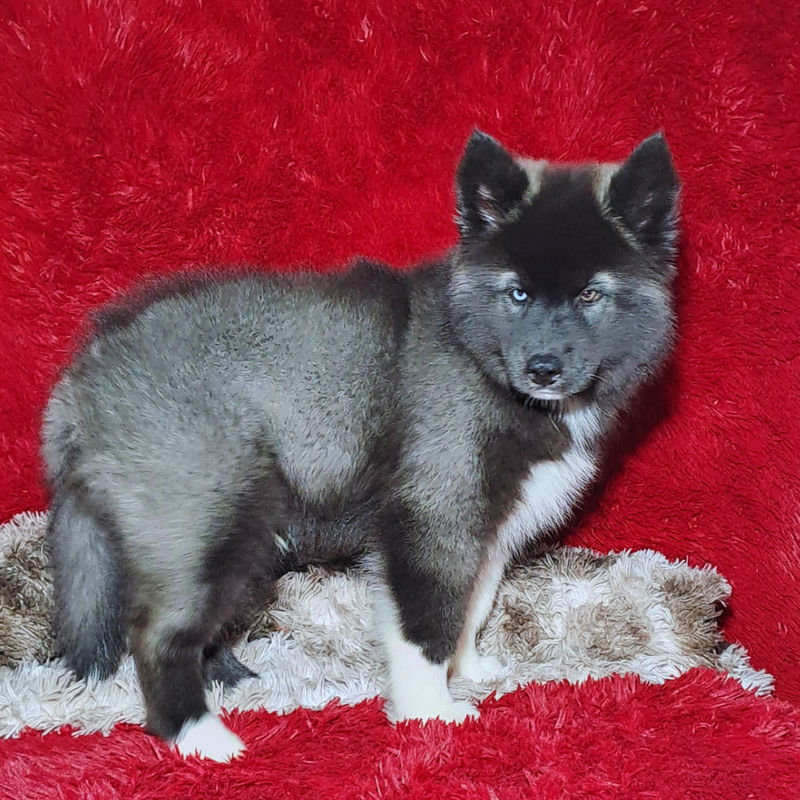 HUSKY SIBERIANO♂️ MOSTLY BLACK