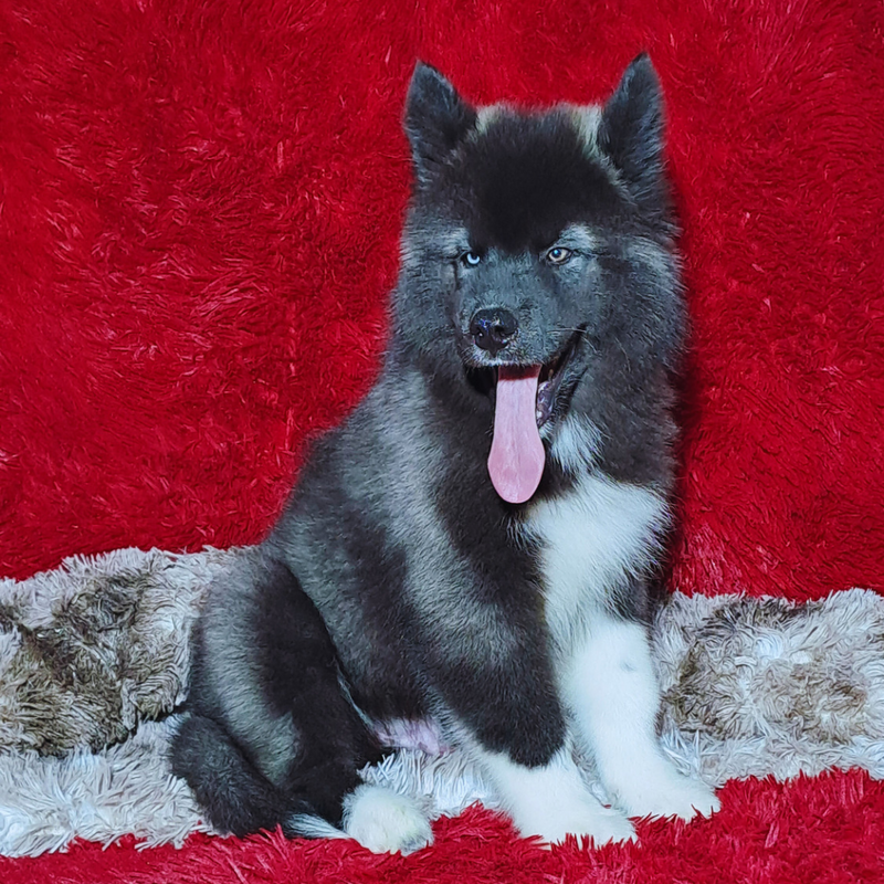 HUSKY SIBERIANO♂️ MOSTLY BLACK