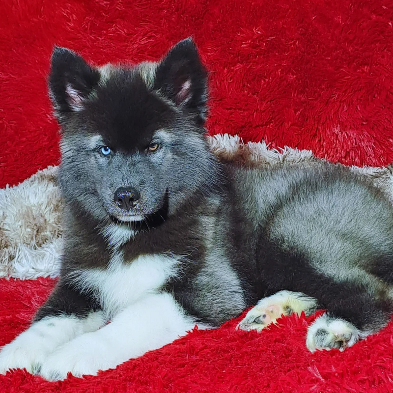 HUSKY SIBERIANO♂️ MOSTLY BLACK