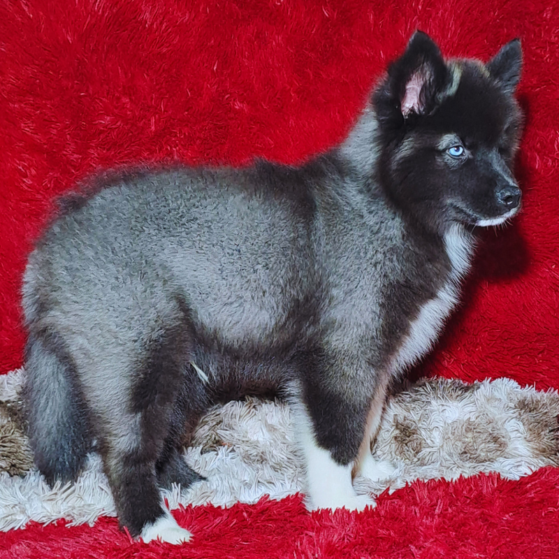 HUSKY SIBERIANO♂️ MOSTLY BLACK