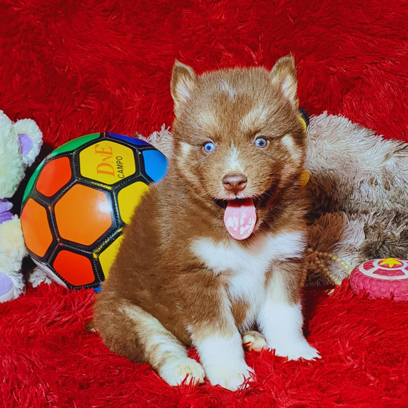 HUSKY SIBERIANO♂️ MOSTLY RED🇺🇲🇧🇷