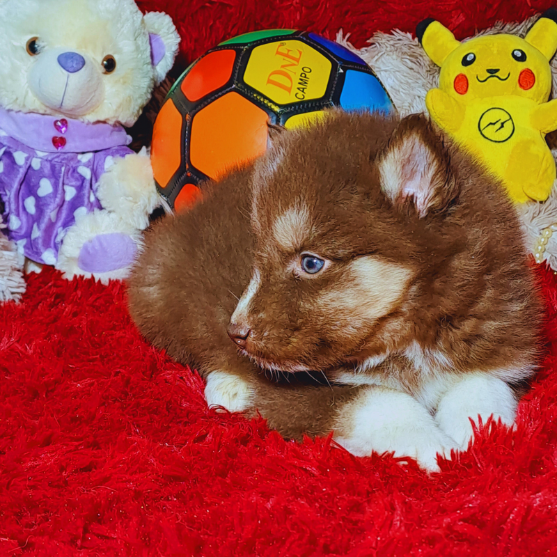 HUSKY SIBERIANO♂️ MOSTLY RED🇺🇲🇧🇷