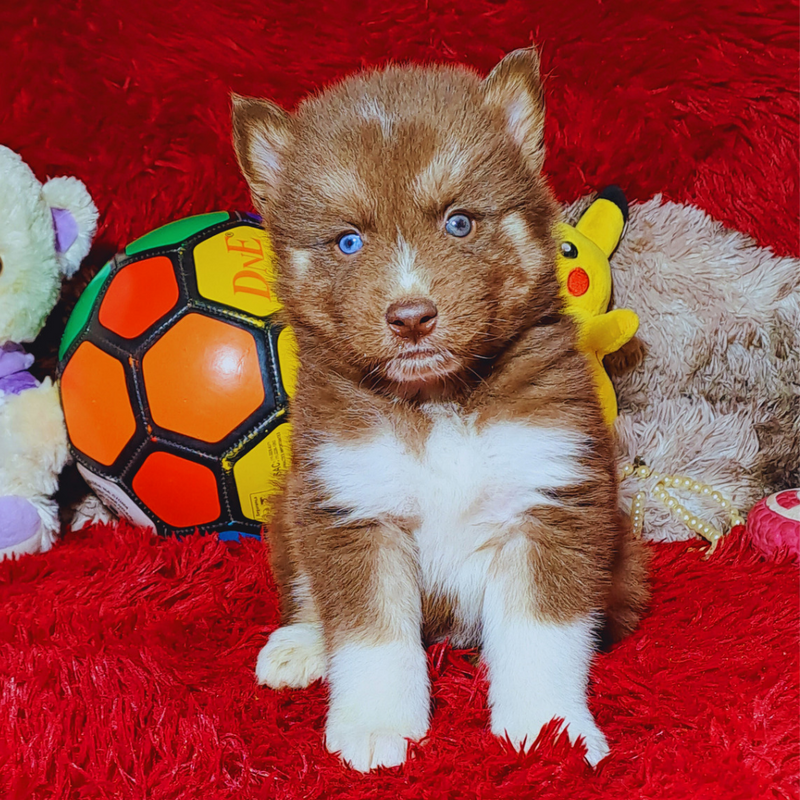 HUSKY SIBERIANO♂️ MOSTLY RED🇺🇲🇧🇷