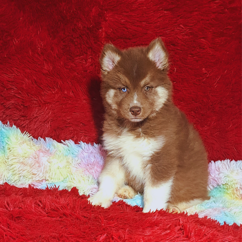 HUSKY SIBERIANO♂️ MOSTLY RED🇺🇲🇧🇷