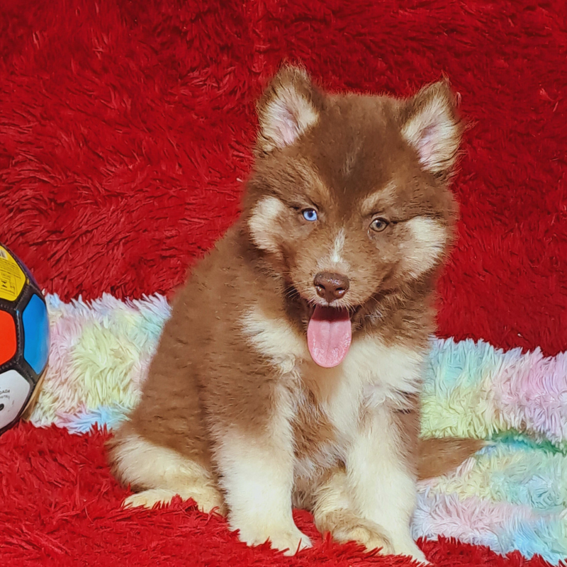 HUSKY SIBERIANO♂️ MOSTLY RED🇺🇲🇧🇷