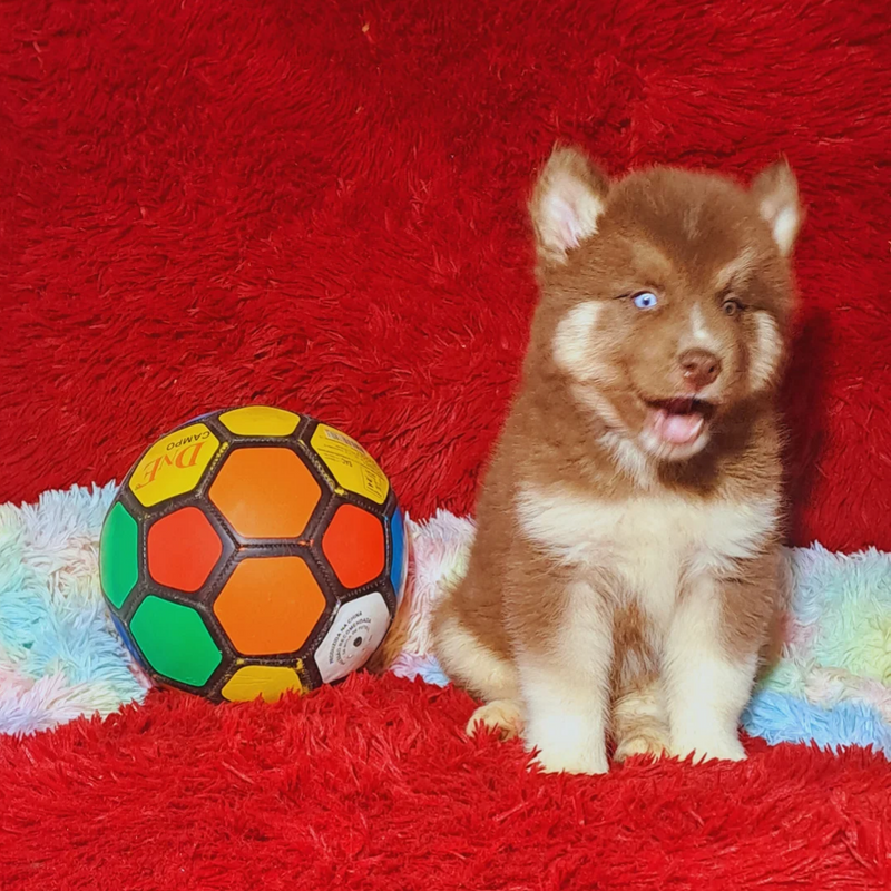 HUSKY SIBERIANO♂️ MOSTLY RED🇺🇲🇧🇷