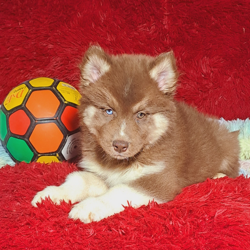 HUSKY SIBERIANO♂️ MOSTLY RED🇺🇲🇧🇷