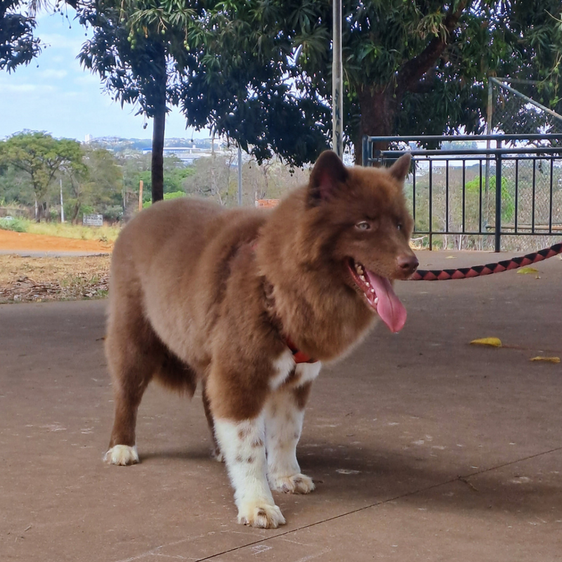 HUSKY SIBERIANO♂️ MOSTLY RED🇺🇲🇧🇷