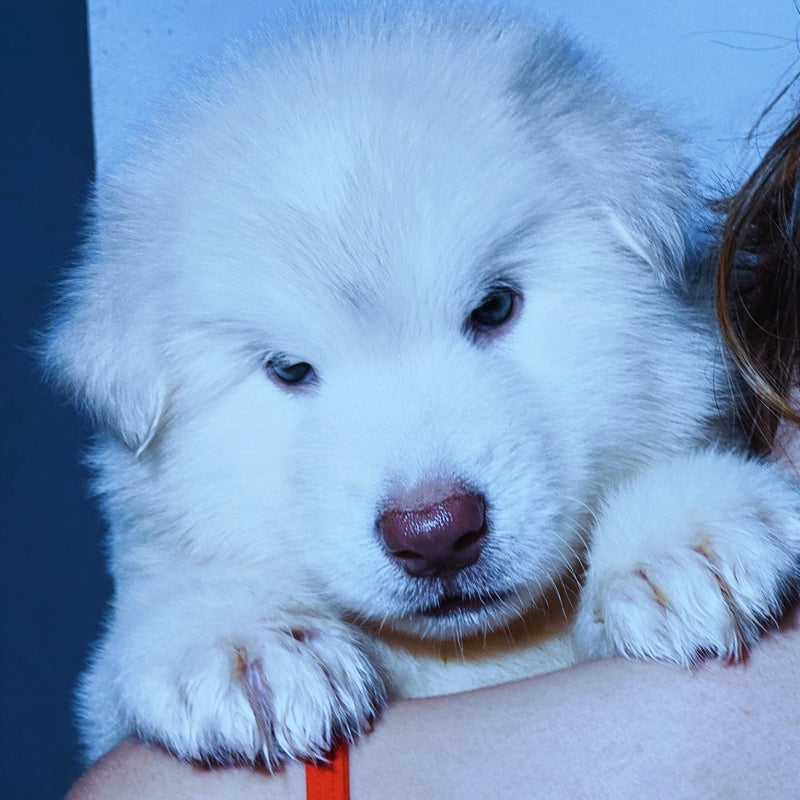 Malamute do Alaska♂️Gigante🇵🇭🇺🇲🇧🇷