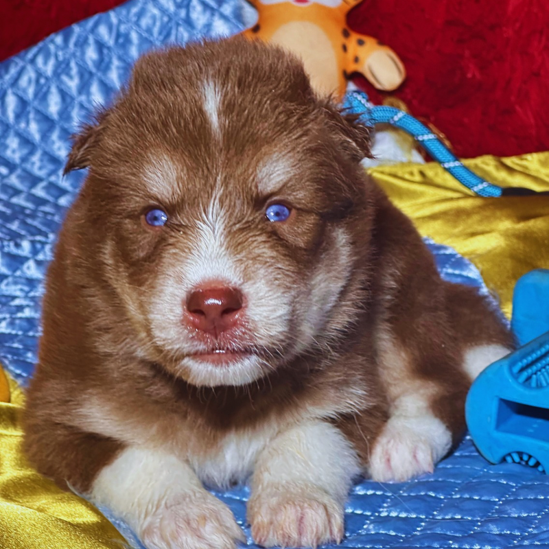 HUSKY SIBERIANO🚹 🇺🇲🇧🇷