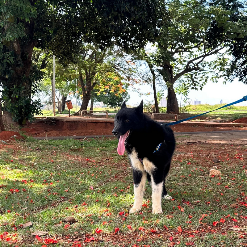 HUSKY SIBERIANO🚹 mostly black 🇧🇷🇺🇲