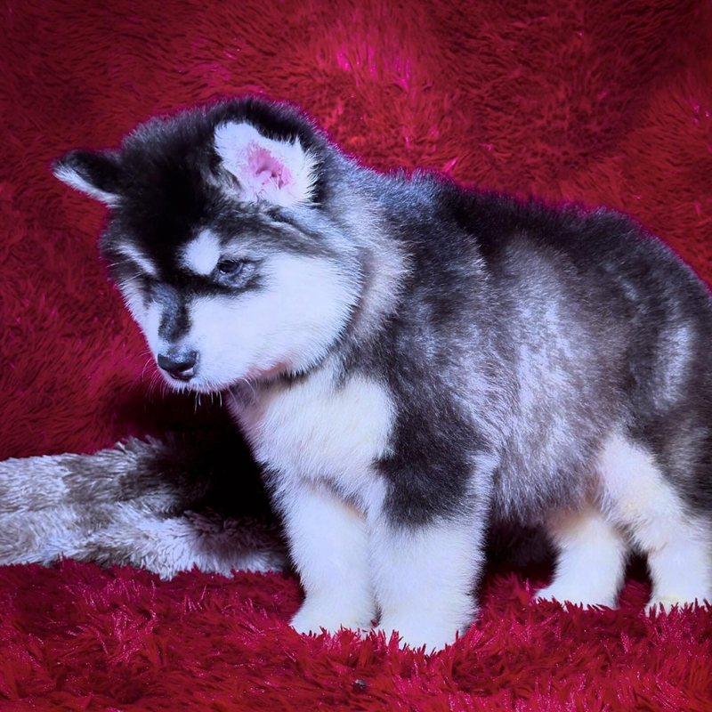 MALAMUTE DO ALASKA🚹 Porte grande🇧🇷🇵🇭