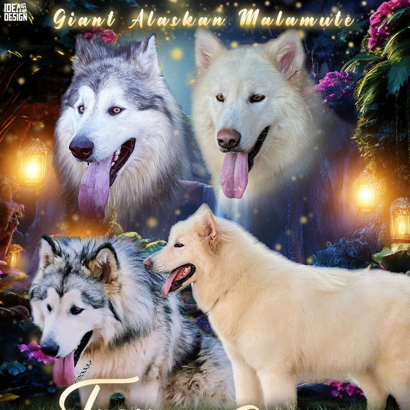 Malamute do Alaska♂️Gigante🇵🇭🇺🇲🇧🇷