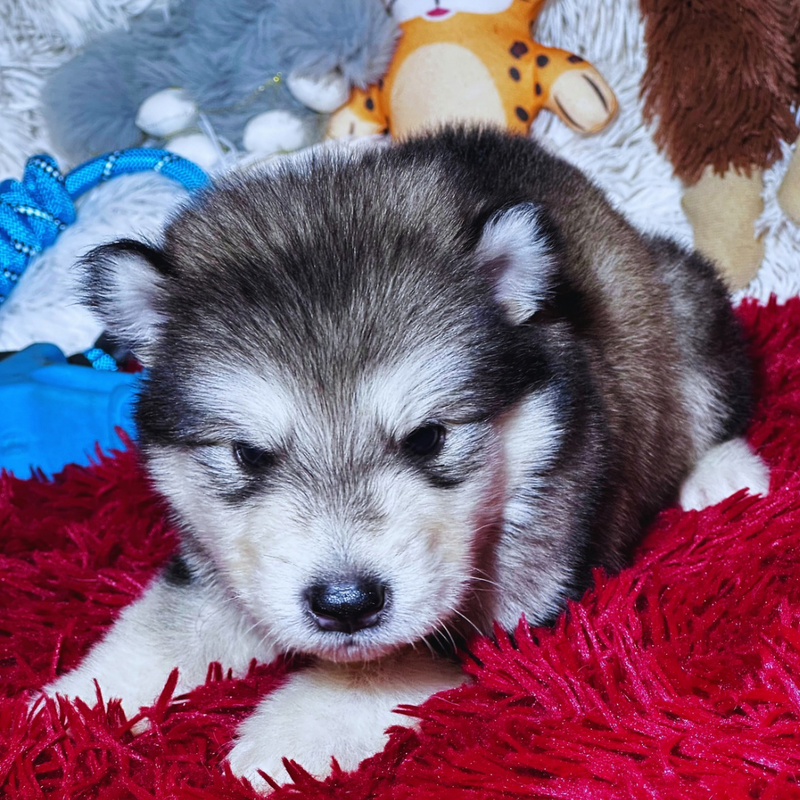 Malamute do Alaska🚹 linhagem gigante 🇵🇭🇺🇲🇧🇷