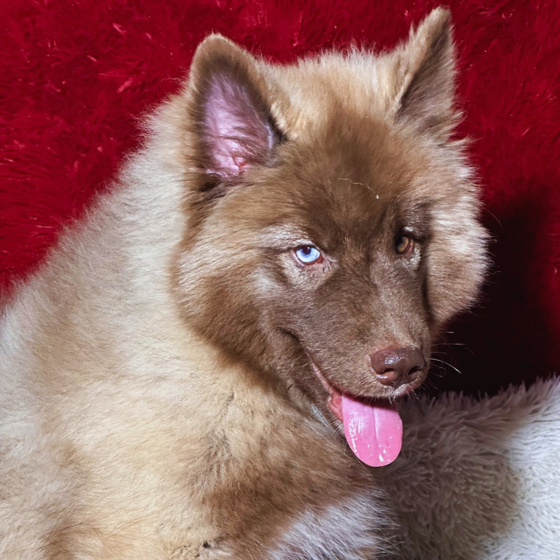 Husky Siberiano🚹 Agout Red🇺🇲🇧🇷