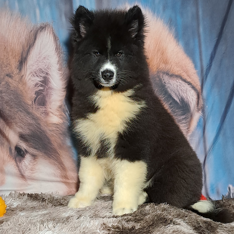 Husky Siberiano♂️ Mostly Black🇺🇲🇧🇷