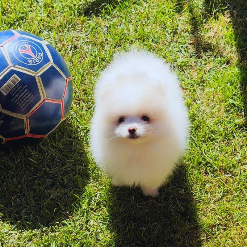 Spitz Alemão♂️ Lulu da Pomerania