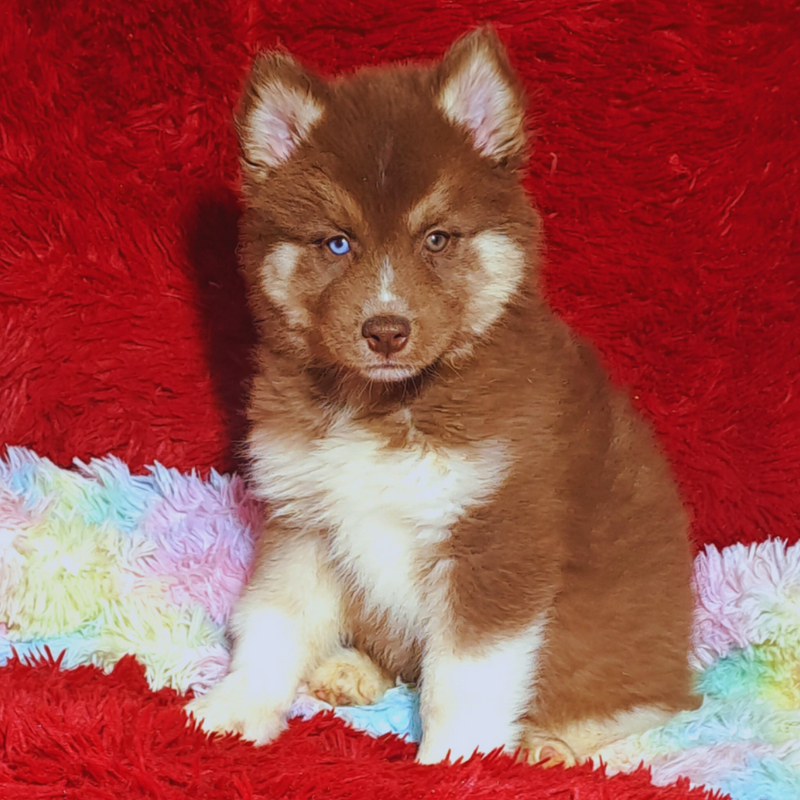 HUSKY SIBERIANO♂️ MOSTLY RED🇺🇲🇧🇷