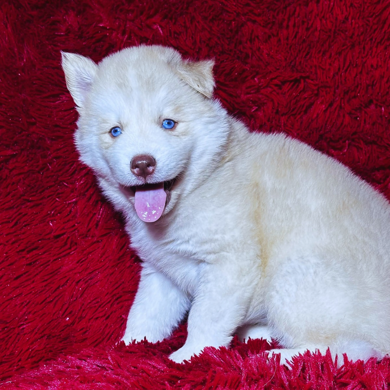 HUSKY SIBERIANO🚺  🇺🇲🇧🇷