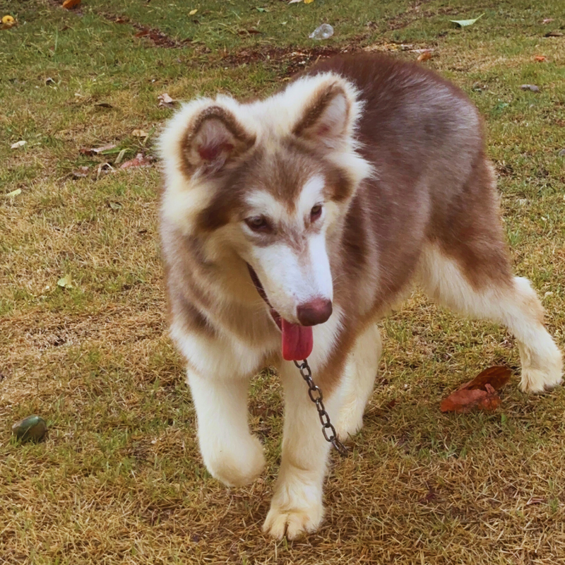 MALAMUTE DO ALASKA🚹LINHAGEM GIGANTE 🇵🇭🇺🇲🇧🇷