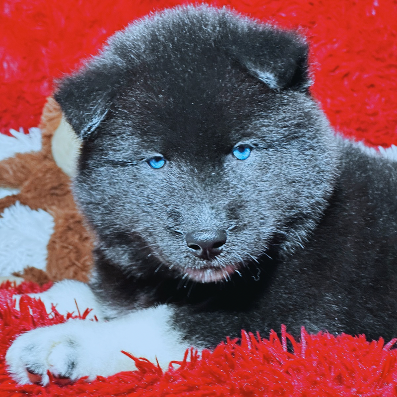 HUSKY SIBERIANO🚹 MOSTLY BLACK🇺🇲🇧🇷