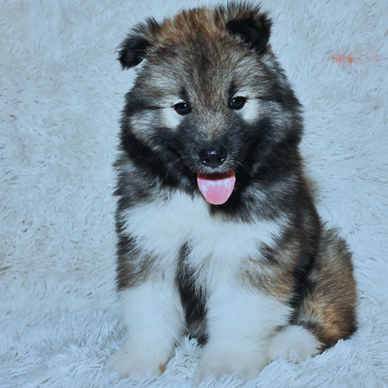 Husky Siberino🚹 Agout 🇺🇲🇧🇷