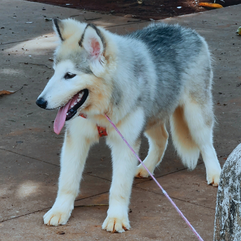 Malamute do Alaska🚺 linhagem gigante 🇵🇭🇺🇲🇧🇷