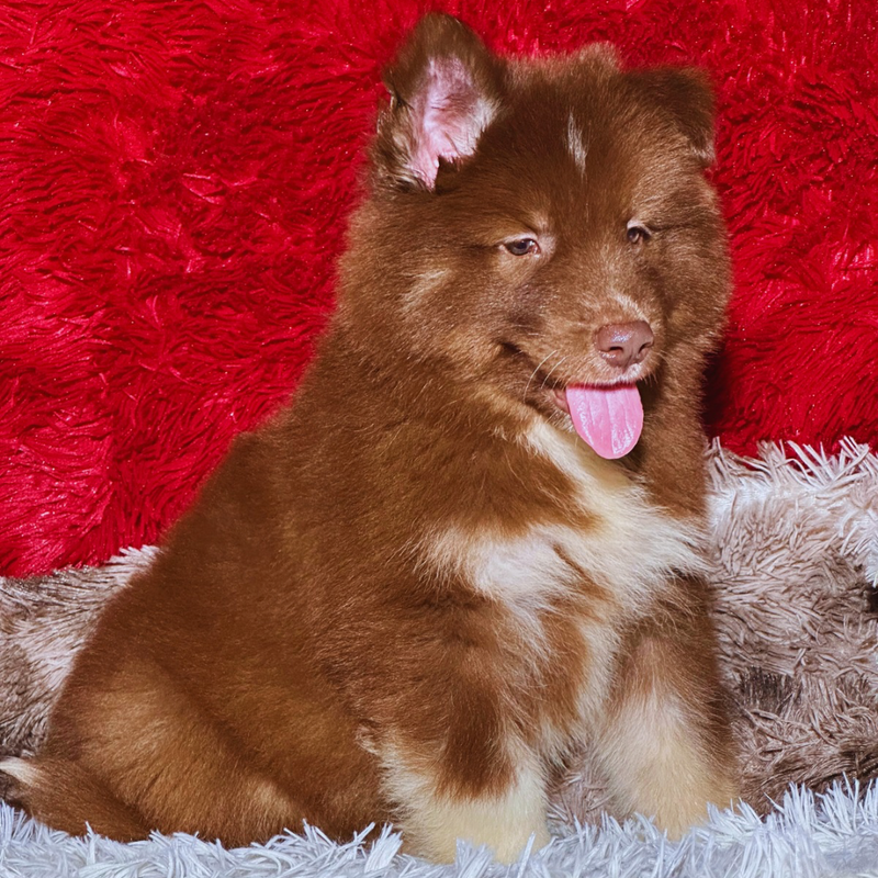 HUSKY SIBERIANO 🚹 MOSTLY RED