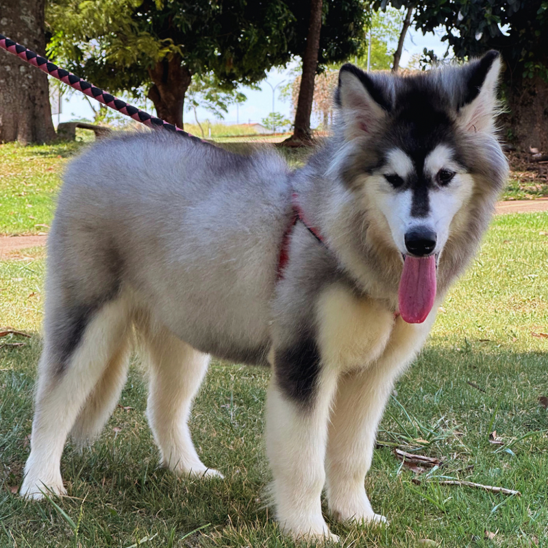 MALAMUTE DO ALASKA♀️ LINHAGEM GIGANTE🇵🇭🇺🇲🇧🇷 loop