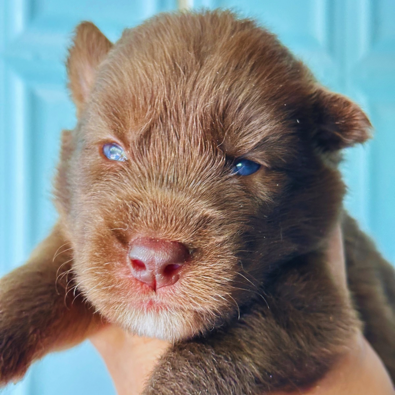 Husky Siberiano 🚺 MOSTLY RED🇺🇲🇧🇷