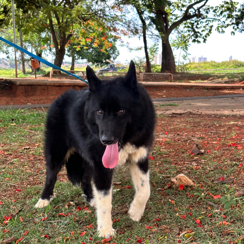 HUSKY SIBERIANO🚹 mostly black 🇧🇷🇺🇲